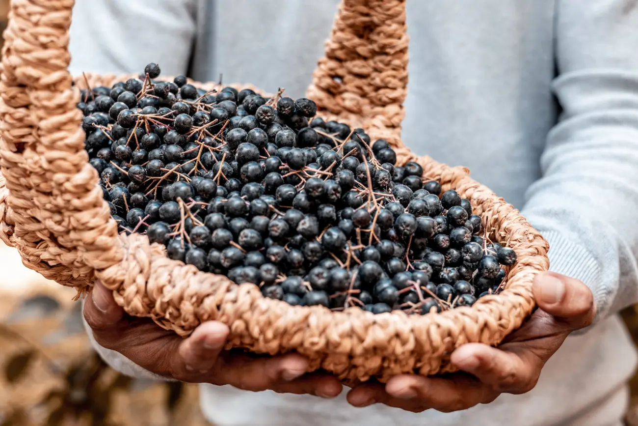 aronia właściwości