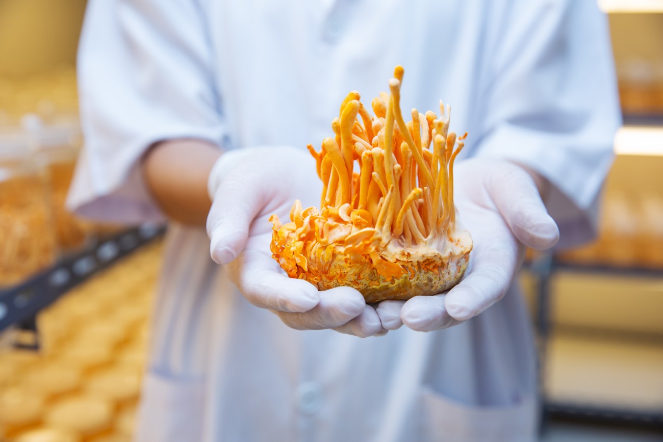 cordyceps